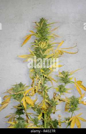 La parte superiore della pianta di cannabis con germogli maturi Foto Stock