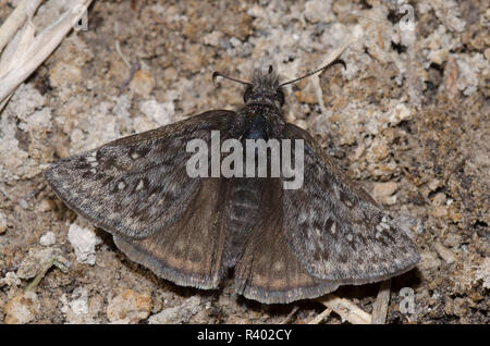 Rocky Mountain Duskywing, Gesta telemachus, puddling di fango maschile Foto Stock