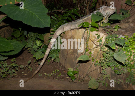 Iguana verde sulle rocce Foto Stock