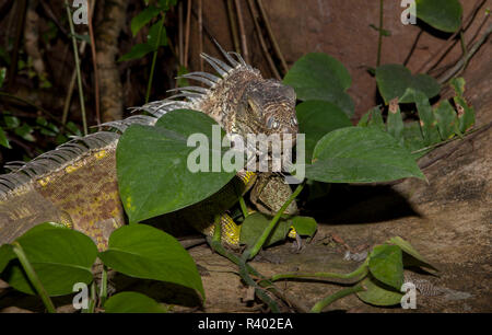 Iguana verde sulle rocce Foto Stock