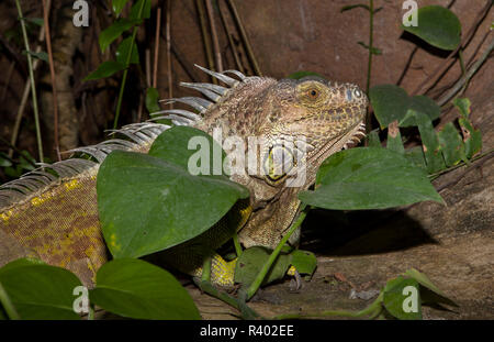 Iguana verde tra il verde delle foglie Foto Stock