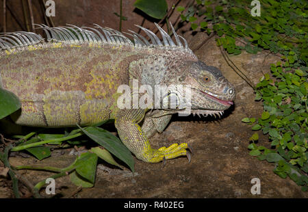 Iguana verde con la lingua fuori Foto Stock