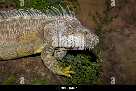 Iguana verde sulle rocce Foto Stock