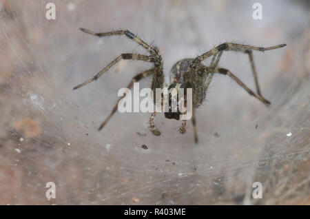 Funnelweb Spider, Famiglia Agelenidae, seduta in web Foto Stock