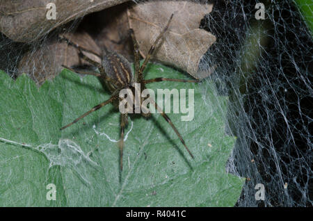 Funnelweb Spider, Famiglia Agelenidae, seduta in web Foto Stock