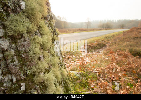 I licheni crescono su un lato di un albero di quercia in prossimità di una strada nella nuova foresta Hampshire England Regno Unito GB. L'assenza di certi licheni possono indicare aria pol Foto Stock