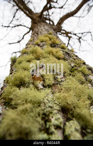 I licheni crescono su un lato di un albero di quercia in prossimità di una strada nella nuova foresta Hampshire England Regno Unito GB. L'assenza di certi licheni possono indicare aria pol Foto Stock