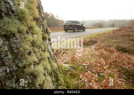 I licheni crescono sul lato di una quercia vicino a una strada con un passaggio in auto la Nuova Foresta Hampshire England Regno Unito GB. L'assenza di certi licheni c Foto Stock