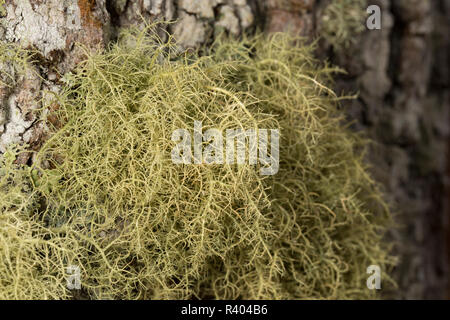 Il Lichen crescente sul lato di una quercia vicino a una strada nella nuova foresta Hampshire England Regno Unito GB. L'assenza di certi licheni possono indicare aria poll Foto Stock