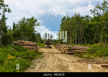 Lo spedizioniere di registro di spostamento dei registri piantagione di canna, Reed, Maine. Foto Stock