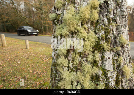 I licheni crescono sul lato di una quercia vicino a una strada con un passaggio in auto la Nuova Foresta Hampshire England Regno Unito GB. L'assenza di certi licheni c Foto Stock