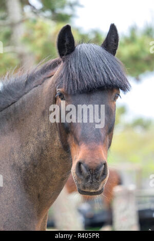 Cavallo, Madaket, Nantucket, Massachusetts, STATI UNITI D'AMERICA Foto Stock