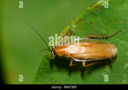 Legno Fulvous scarafaggio, Parcoblatta fulvescens Foto Stock