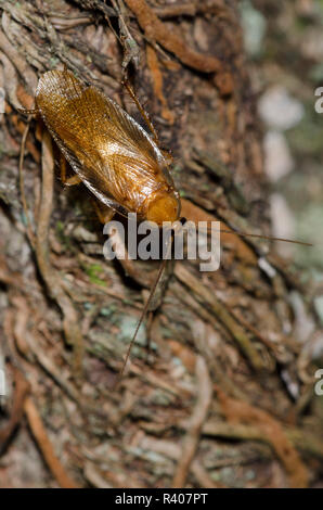 Legno Fulvous scarafaggio, Parcoblatta fulvescens Foto Stock