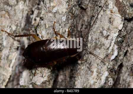 Legno in Pennsylvania scarafaggio, Parcoblatta pennsylvanica, ninfa Foto Stock
