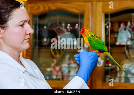 Bella giovane veterinario pappagallo di alimentazione in clinica veterinaria Foto Stock