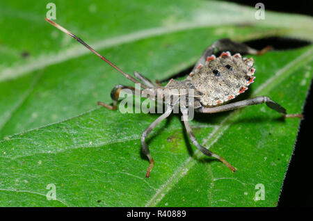 Foglia-footed Bug, Famiglia Coreidae, ninfa Foto Stock