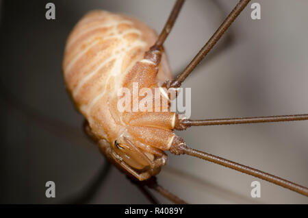 Harvestman, Ordine Opiliones Foto Stock