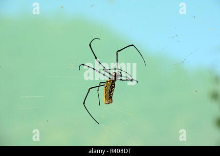 Nero e colorato in giallo scary Nephila pilipes (nord del golden orb weaver o gigante golden orb weaver), Spider Foto Stock