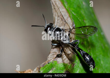 Testa quadrata Wasp, Trypoxylon sp. Foto Stock