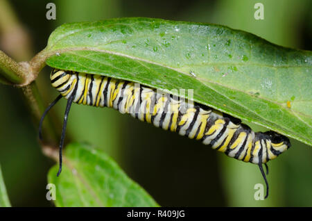 Monarch, Danaus plexippus, caterpillar su swamp milkweed, Asclepias incarnata Foto Stock