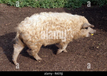 Wollschwein, Mangalica Foto Stock