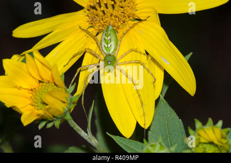 Green Lynx Spider, Peucetia viridans, femmina in agguato sul girasole, Helianthus sp. Foto Stock