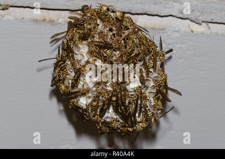 Carta Wasp, Polistes exclamans, nido Foto Stock