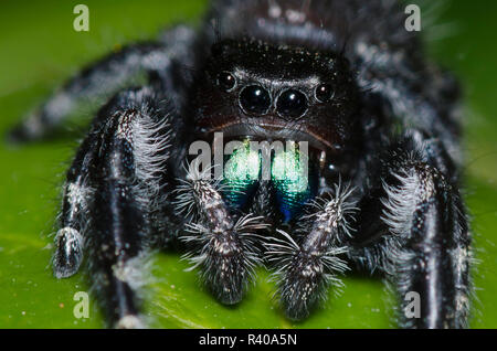 Bold Jumping Spider, Phidippus audax, femmina Foto Stock