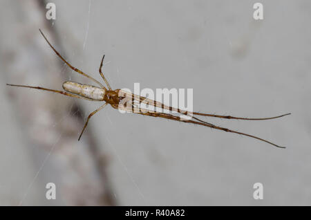 Longjawed Orbweaver, Tetragnatha sp. Foto Stock