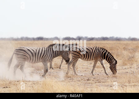 Zebra su polverosi sabbia bianca Foto Stock