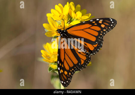 Monarch, Danaus plexippus, su Maximilian, girasole Helianthus maximiliani Foto Stock