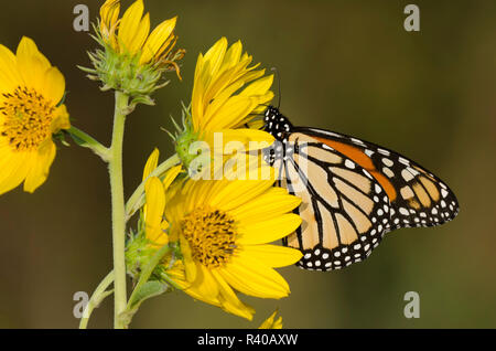 Monarch, Danaus plexippus, su Maximilian, girasole Helianthus maximiliani Foto Stock
