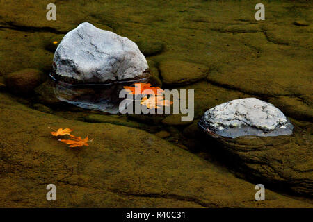 Stati Uniti d'America, Oregon, Rogue River-Siskiyou National Forest. Foglie di acero in Canton Creek. Foto Stock