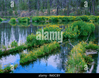 Stati Uniti d'America, Oregon, Deschutes National Forest, Arnica e monkeyflower bloom su registri caduti in Fall River. Foto Stock