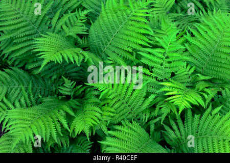 Stati Uniti d'America, Oregon, Portland, Crystal Springs Rhododendron giardino, Bracken felce in primavera. Foto Stock