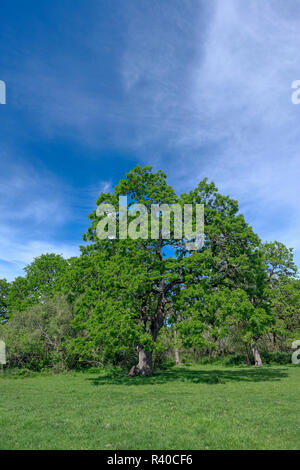 Stati Uniti d'America, Oregon, Sauvie Island Wildlife Area, Oregon bianco alberi di quercia salire al di sopra di erba di prato in primavera a Oak Island. Foto Stock