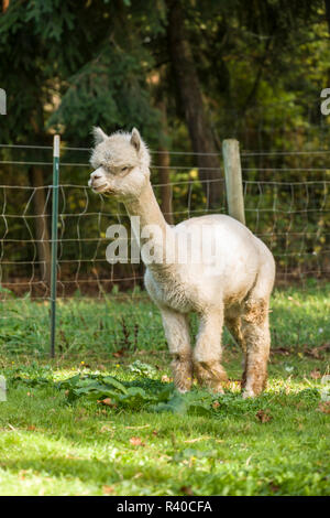 Hood River, Oregon, Stati Uniti d'America. Alpaca camminando in un pascolo. Foto Stock