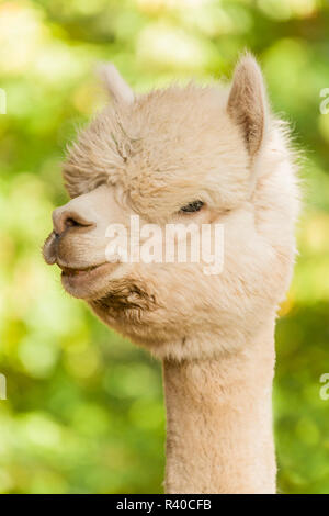 Hood River, Oregon, Stati Uniti d'America. Ritratto di un alpaca. Foto Stock