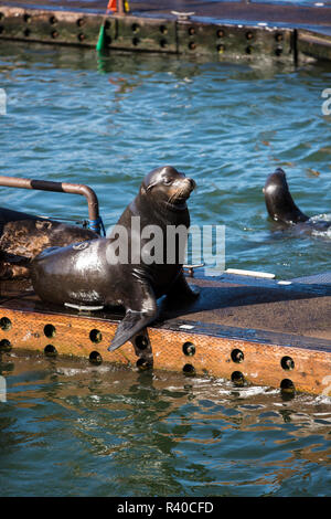 Astoria, Oregon. Pier 39, Columbia River leone di mare Foto Stock