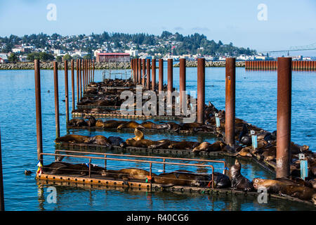 Astoria, Oregon. Centinaia di leoni di mare prendere il sole sul Molo 39 docks sul Columbia River Foto Stock