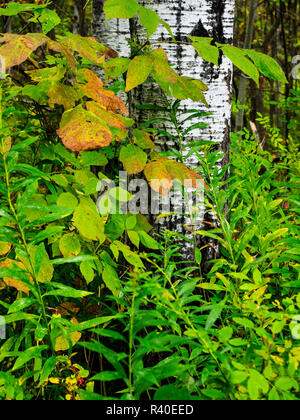 Delle stagioni in Michigan superiore Foto Stock