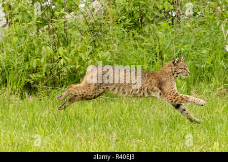 Adulti in esecuzione bobcat, Lynx rufus, Minnesota Foto Stock