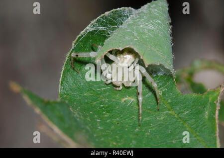 Il ragno granchio, Mecaphesa sp., in ritiro Foto Stock