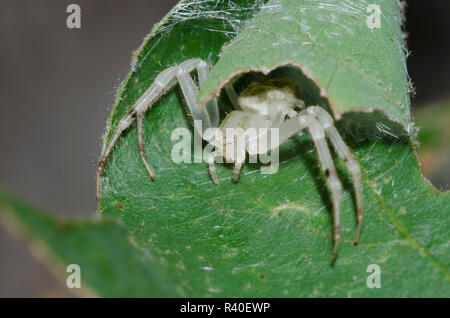 Il ragno granchio, Mecaphesa sp., in ritiro Foto Stock