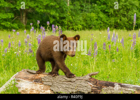 Stati Uniti d'America, Minnesota, Minnesota Wildlife connessione. Captive Black Bear Cub sul log. Foto Stock