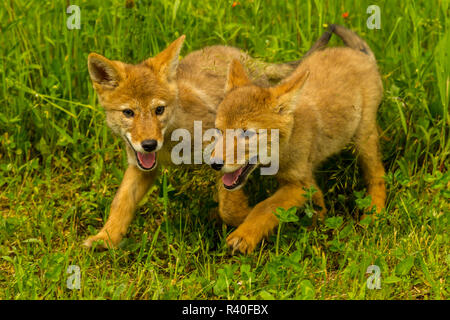 Stati Uniti d'America, Minnesota, Minnesota Wildlife connessione. Captive coyote cuccioli in esecuzione in hawkweed. Foto Stock