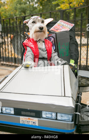 New York City, NY, STATI UNITI D'AMERICA. Venticinquesima Edizione del Pet Halloween Parade, Tompkins Square Park. Mini Schnauzer in Ritorno al futuro costume Foto Stock