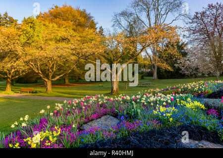 Fiore di primavera letti, Stanley Park, Vancouver, British Columbia, Canada. Foto Stock