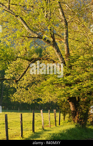 Alberi e recinzioni lungo la corsia di scintille in mattinata, Cades Cove, Great Smoky Mountains National Park, Tennessee Foto Stock